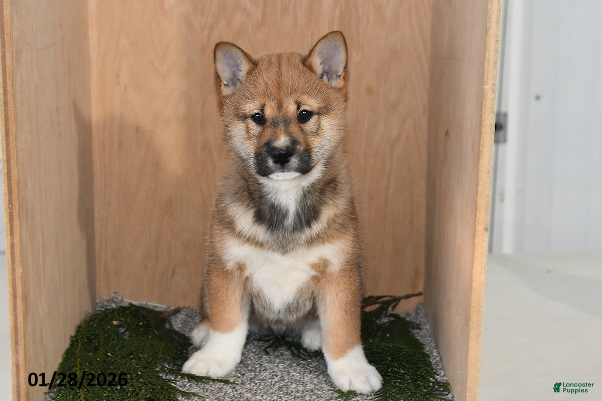 Shiba Inu dogs Asher - Ad 1