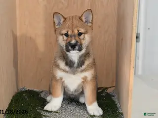 Shiba Inu dogs Asher - Ad 1