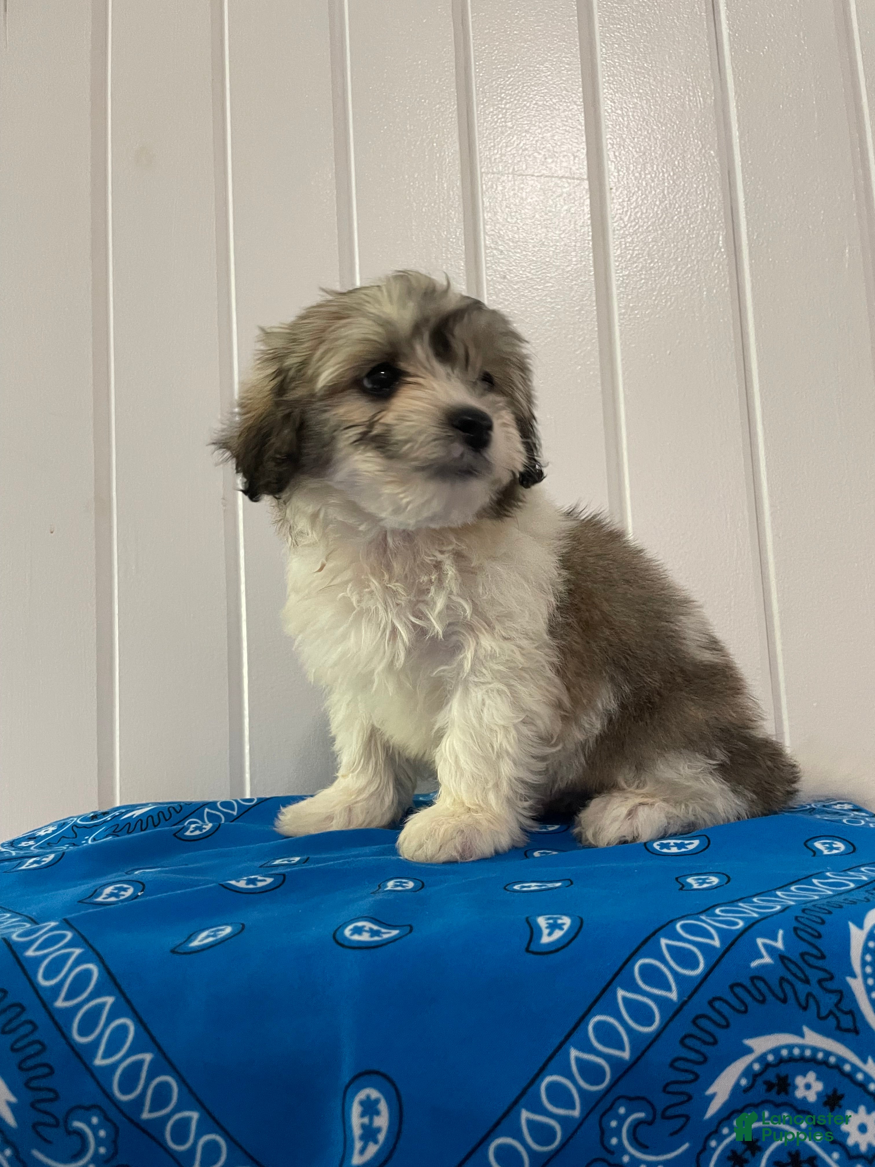 Maltipoo dogs Milo - Ad 2