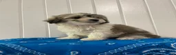 Maltipoo dogs for sale: Milo - Ad 2
