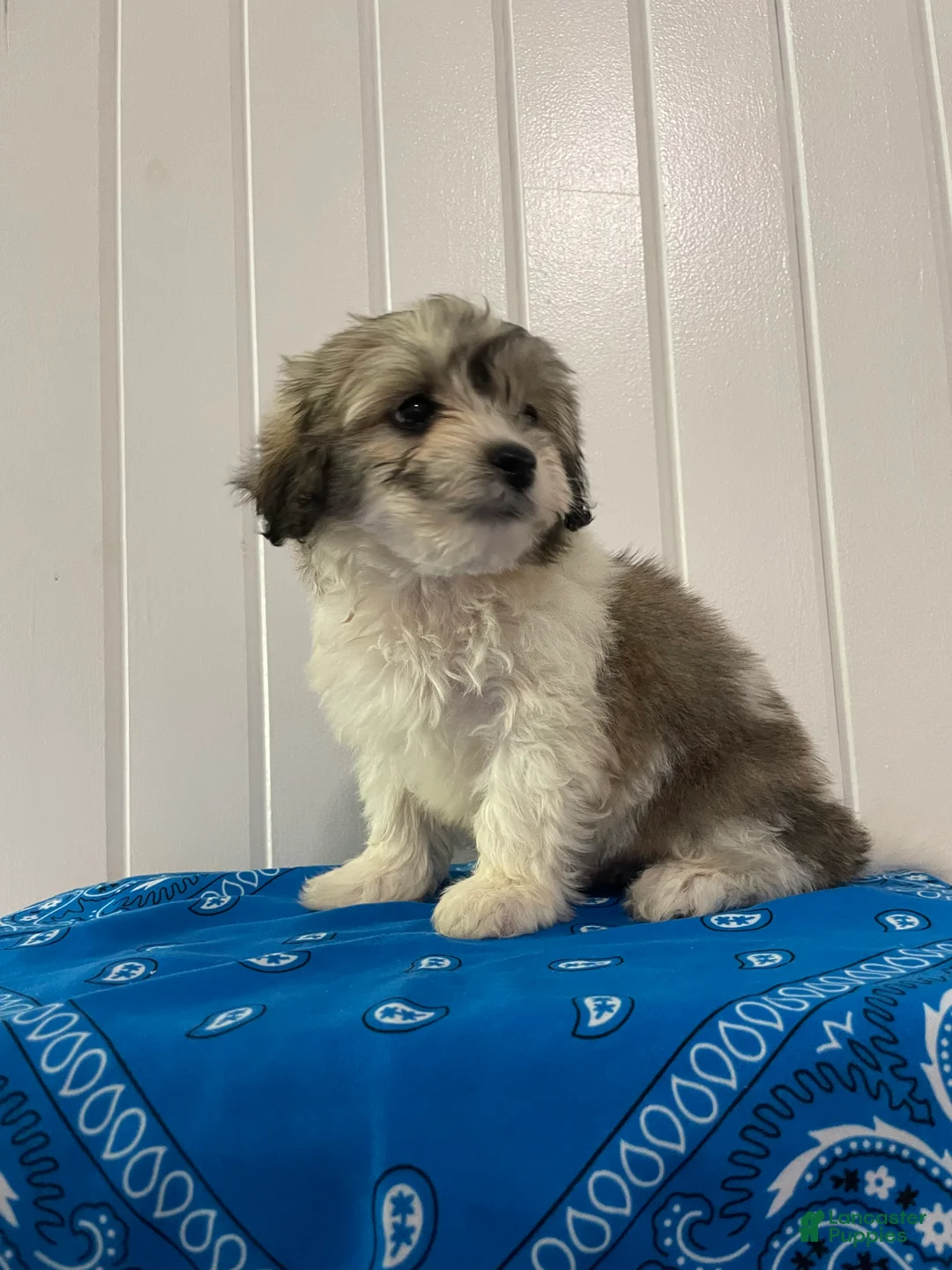 Maltipoo dogs for sale: Milo - Ad 2