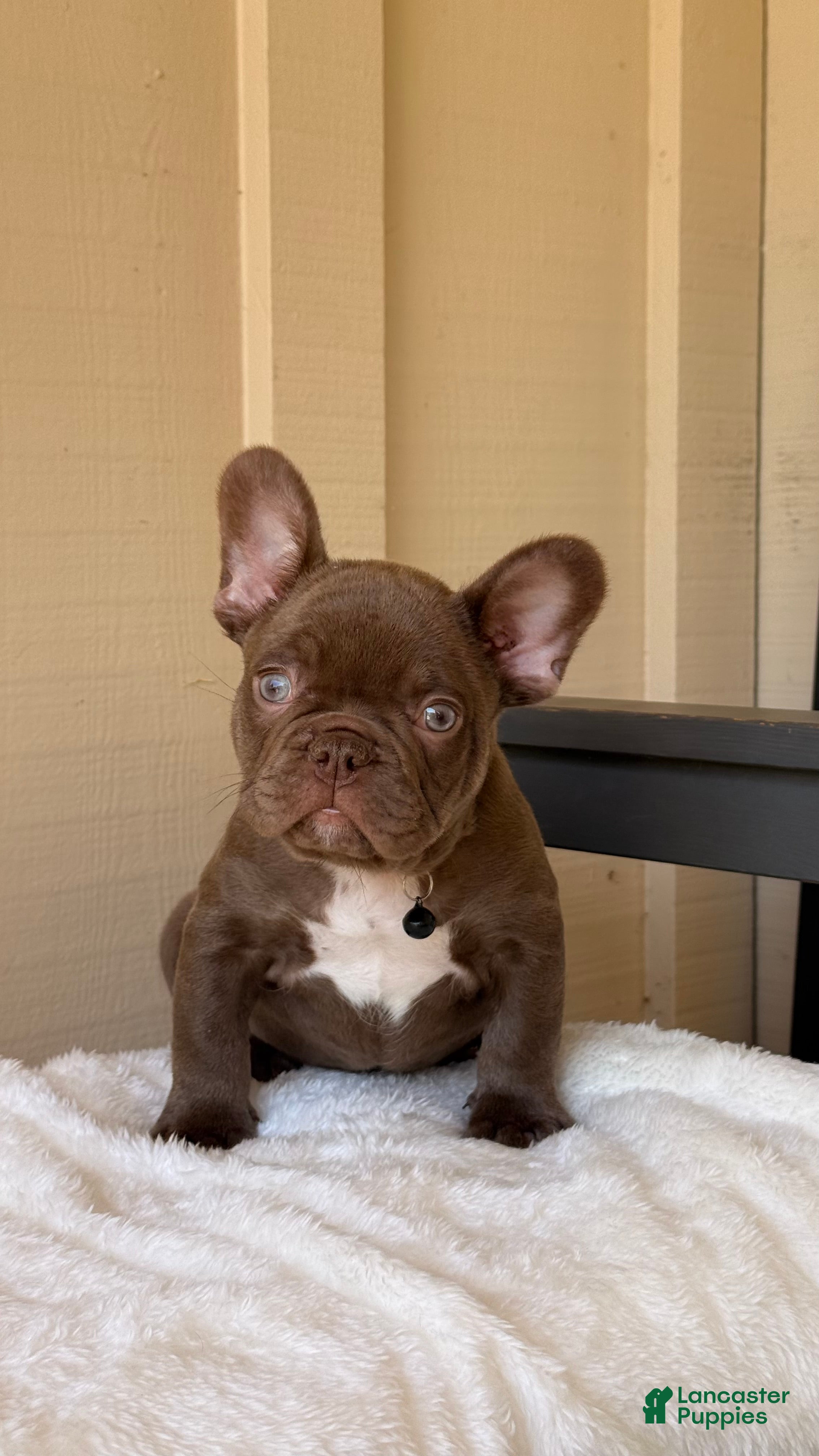 French Bulldog dogs French Bulldog 1 - Ad 25