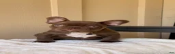 French Bulldog dogs for sale: French Bulldog 1 - Ad 1