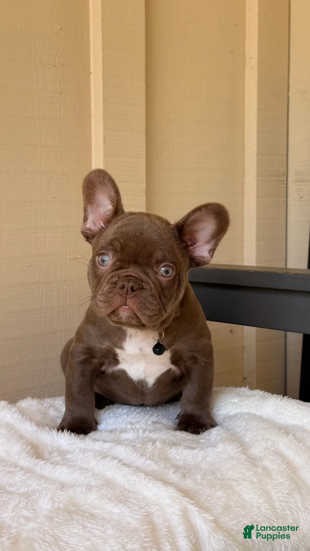 French Bulldog dogs for sale: French Bulldog 1 - Ad 1
