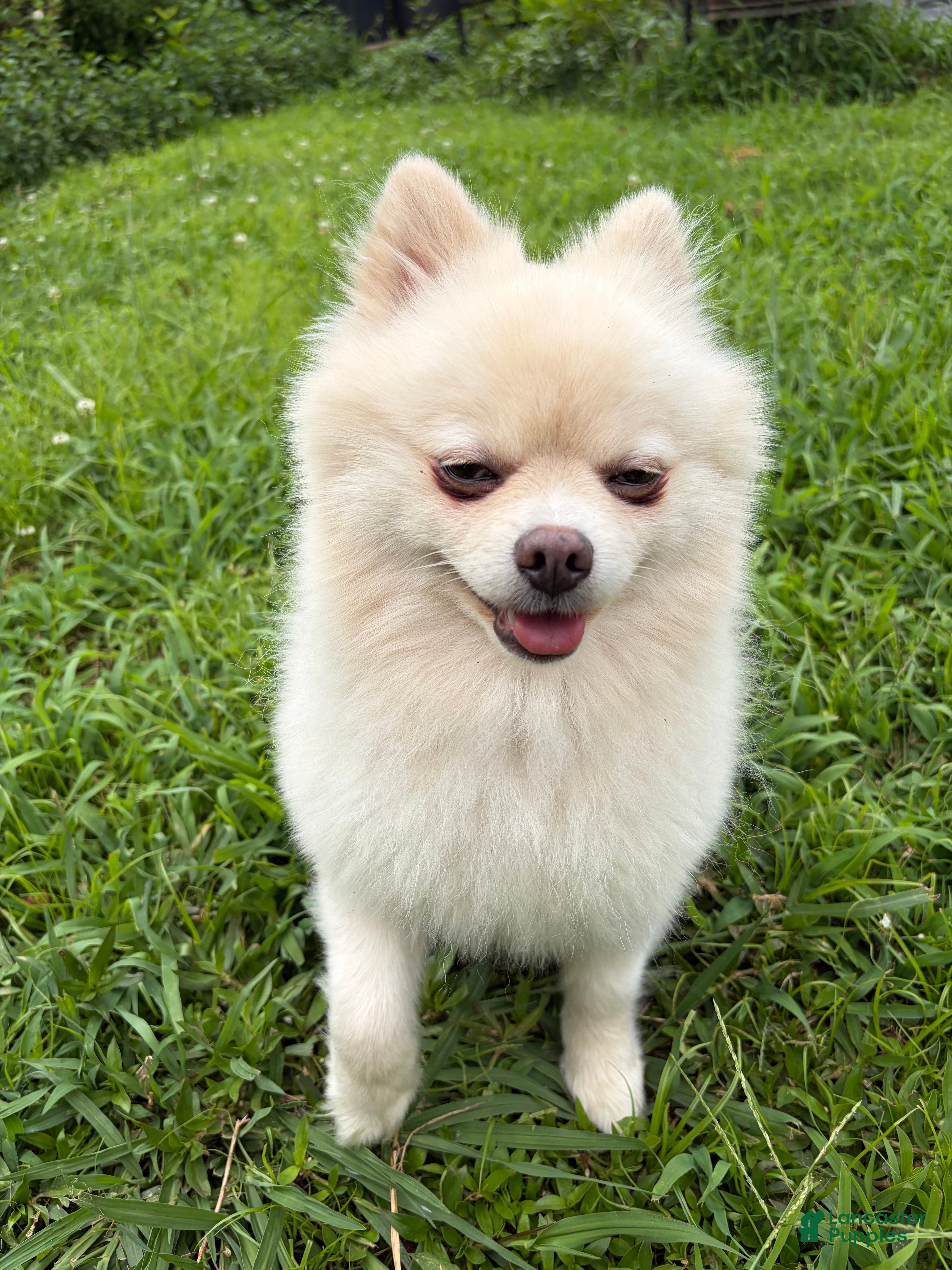 Pomeranian dogs Gucci - Ad 14