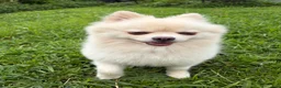 Pomeranian dogs for sale: Gucci - Ad 1