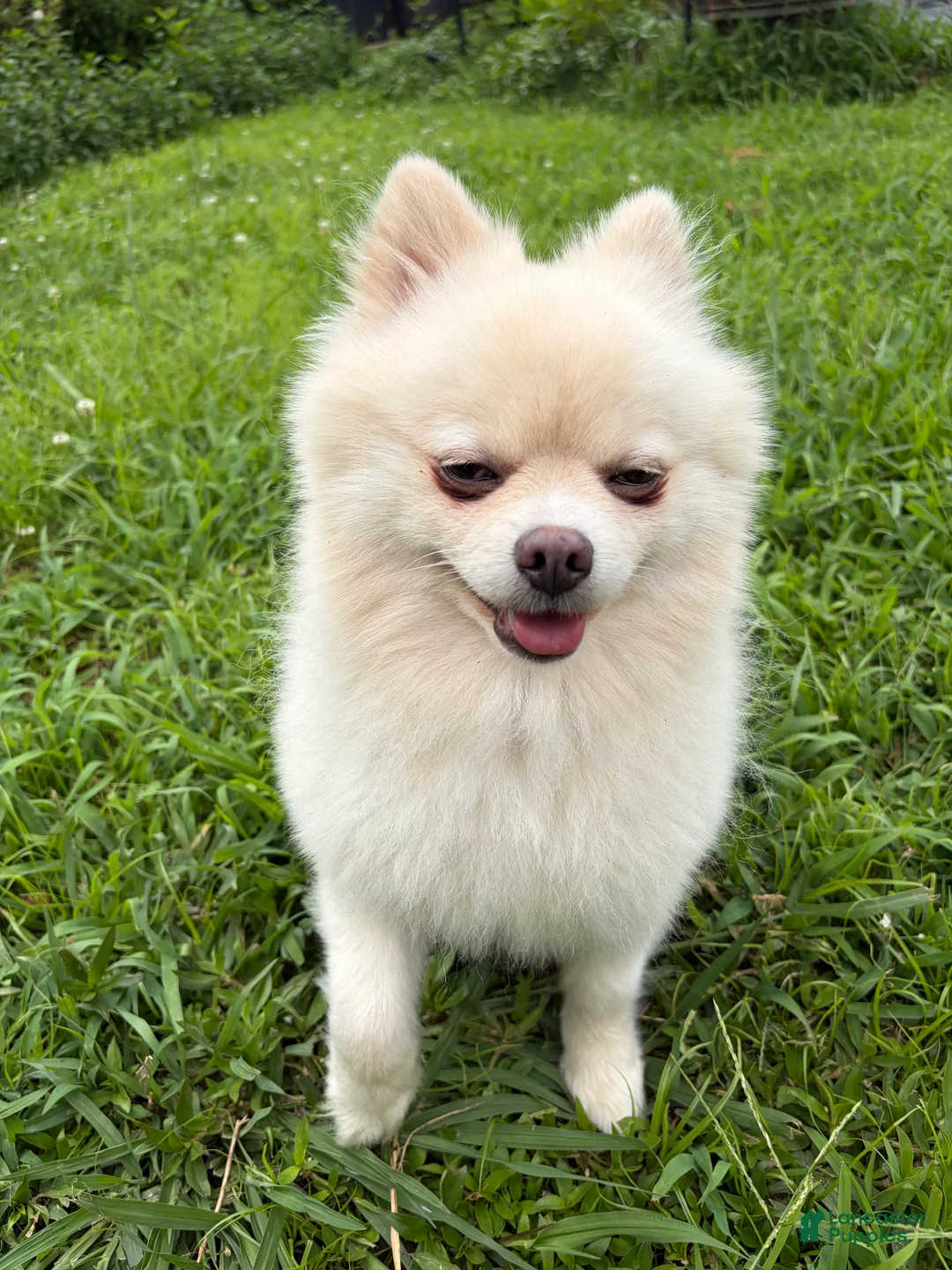 Pomeranian dogs for sale: Gucci - Ad 1