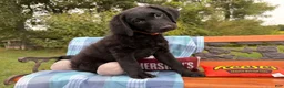 Mixed Breed dogs for sale: Cresthaven (Boy) - Ad 5