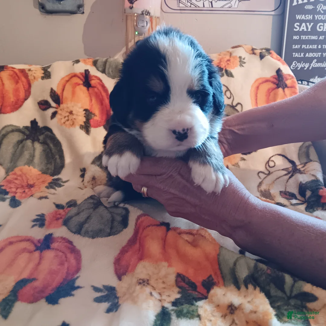Bernese Mountain Dog dogs for sale: timber - Ad 1