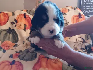 Bernese Mountain Dog dogs timber - Ad 8
