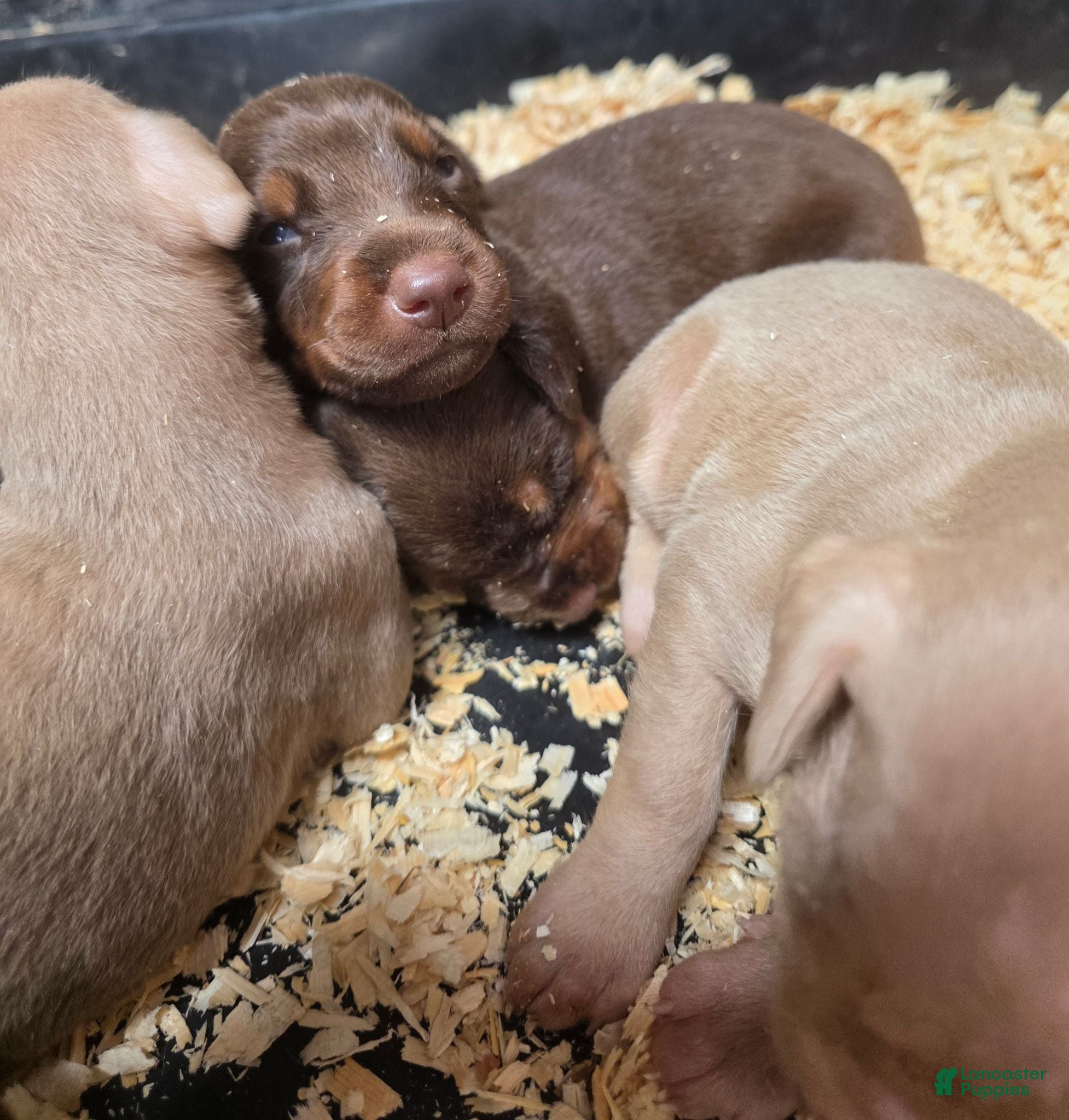 Doberman Pinscher dogs Doberman Pinscher 1 - Ad 5