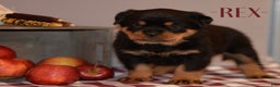 Rottweiler dogs for sale: Rex - Ad 1