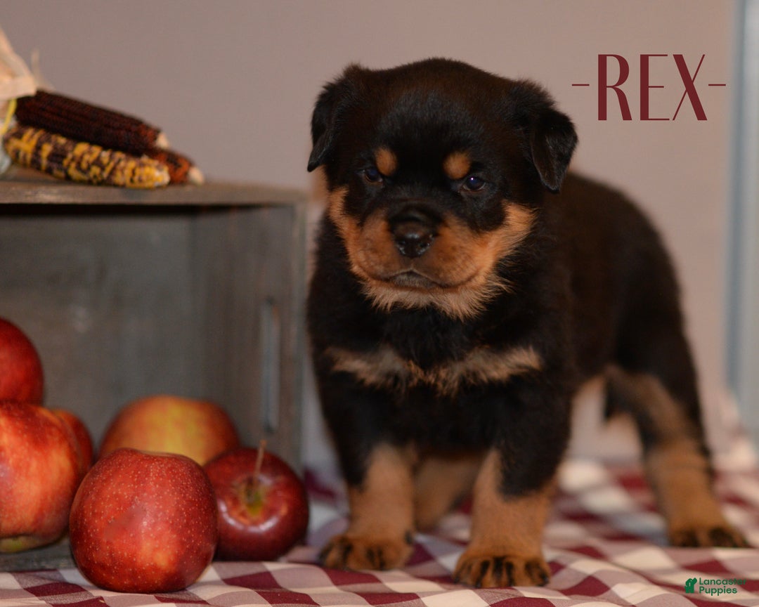 Rottweiler dogs for sale: Rex - Ad 1