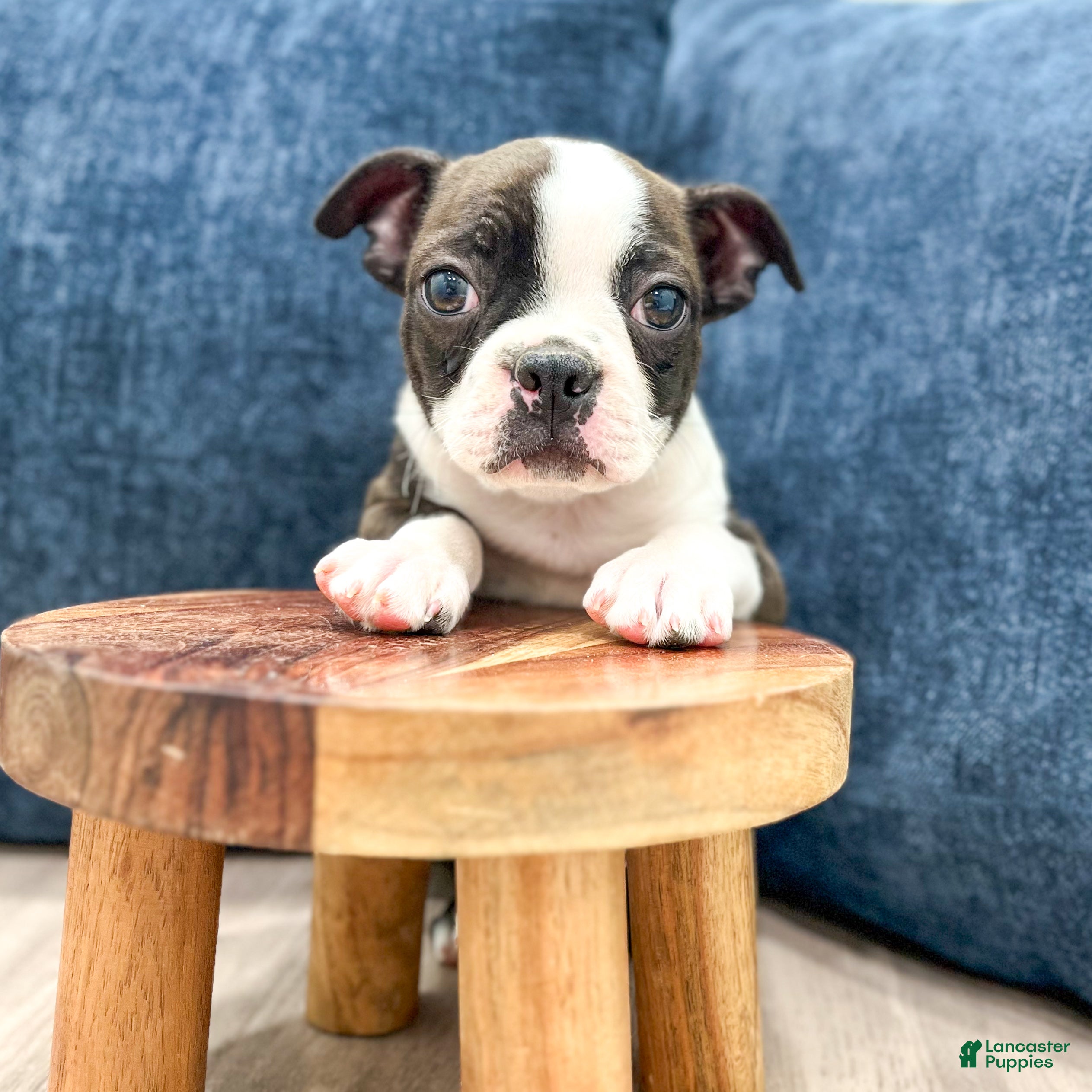 Boston Terrier dogs Finn - Ad 2