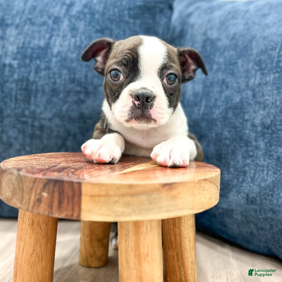 Boston Terrier dogs for sale: Finn - Ad 2