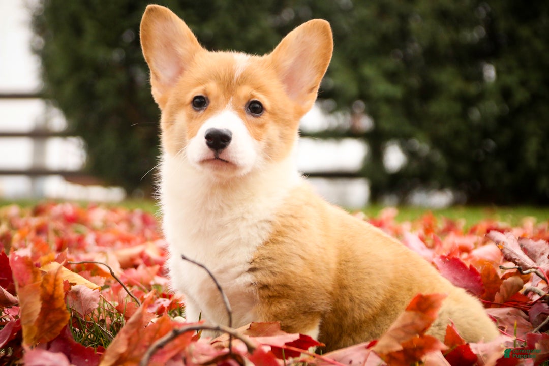 Welsh Corgi Pembroke dogs for sale: Steele - Ad 2