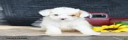 Maltipoo dogs for sale: Dewy - Ad 3
