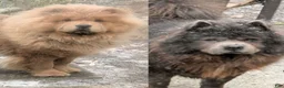 Chow Chow dogs for sale: Puppy 6 - Ad 9
