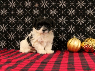 Maltipoo dogs Frostine - Ad 25