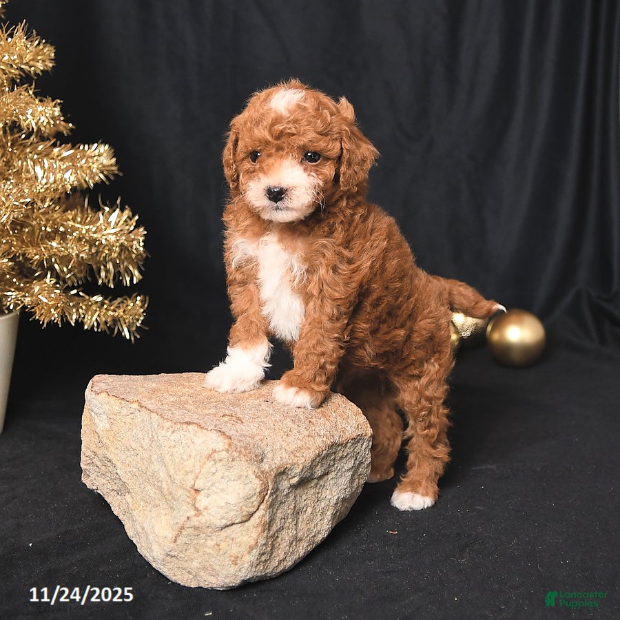 Toy Poodle dogs Cuddles - Ad 21