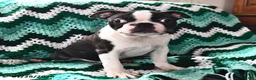 Boston Terrier dogs for sale: Jack  - Ad 3
