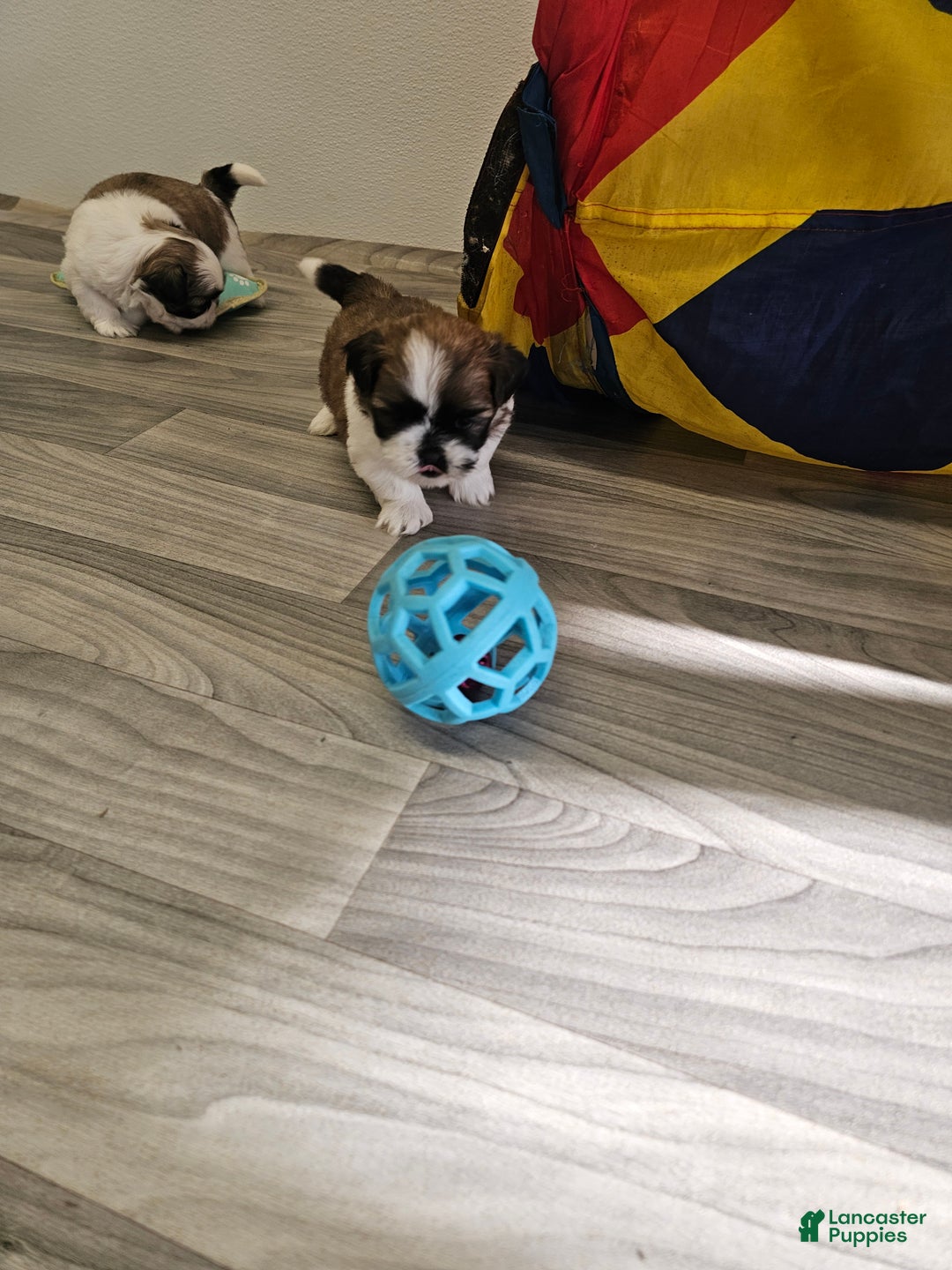 Shih Tzu dogs for sale: Nebo Ckc - Ad 12