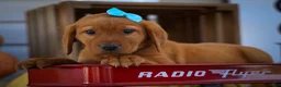Labrador Retriever dogs for sale: NELSON - Ad 17