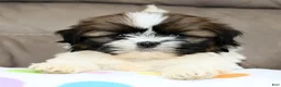 Shih Tzu dogs for sale: Everest - Ad 2