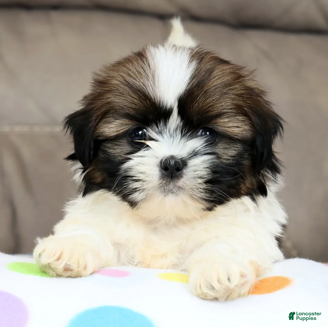 Shih Tzu dogs for sale: Everest - Ad 2