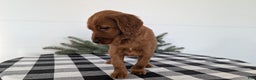 Irish Setter dogs for sale: Echo - Ad 9