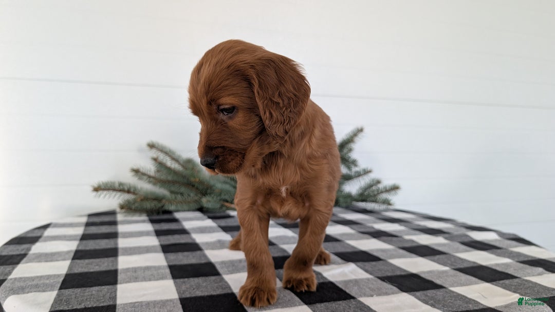 Irish Setter dogs for sale: Echo - Ad 9