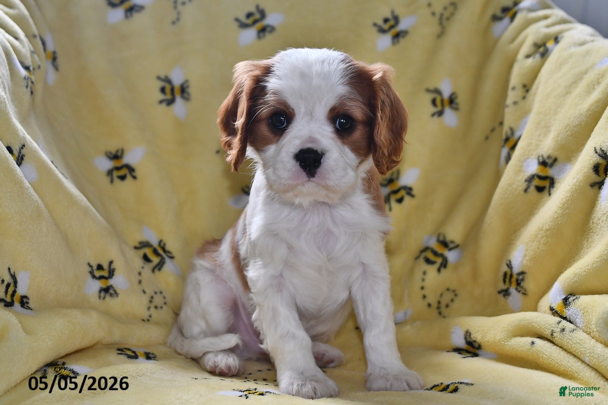Cavalier King Charles Spaniel dogs for sale: Pluto - Ad 1
