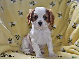Cavalier King Charles Spaniel dogs for sale: Pluto - Ad 1