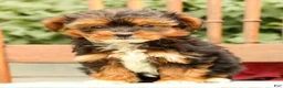 Morkie dogs for sale: Dixie - Ad 8