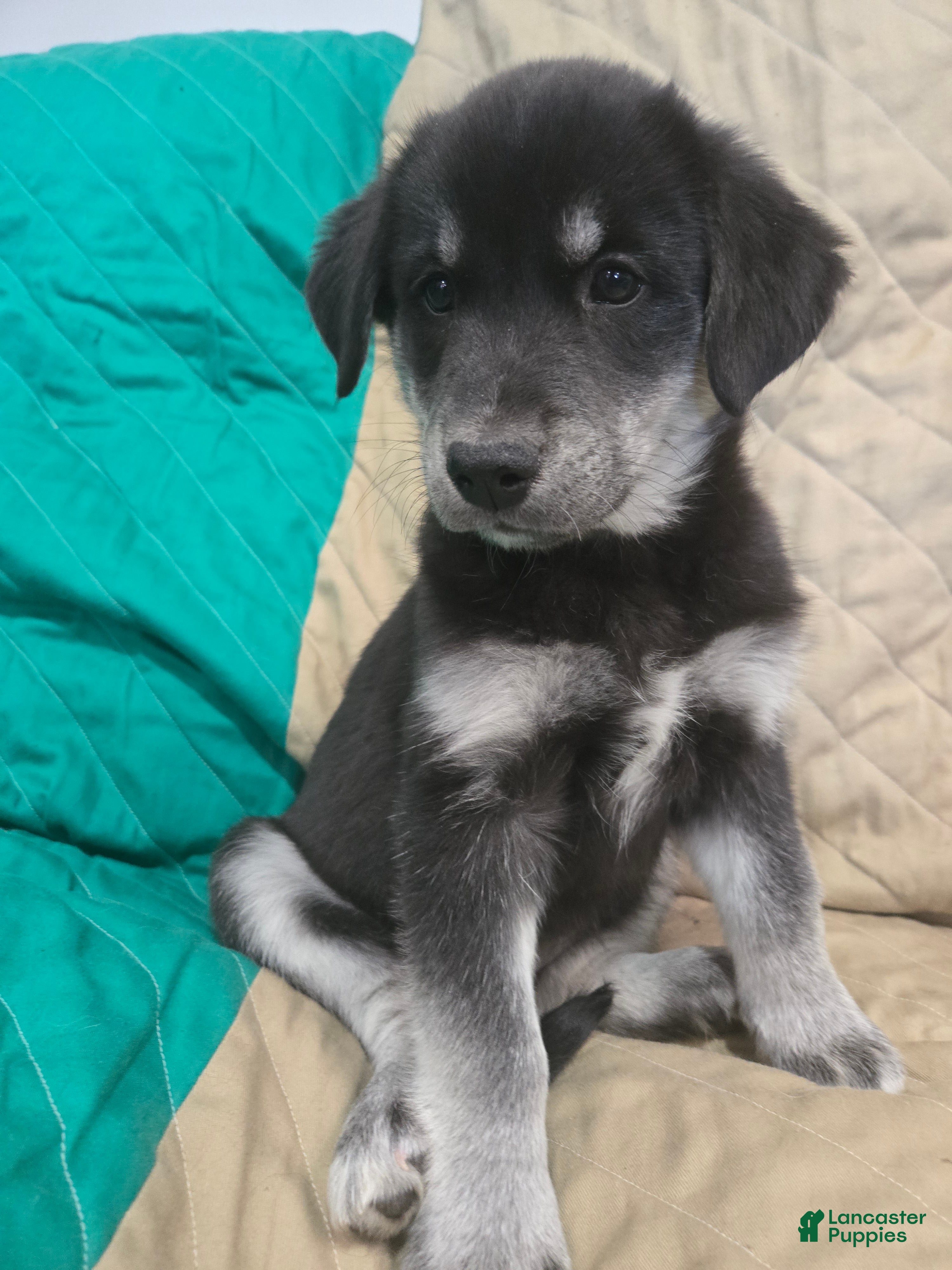 Goberian dogs Goberian light blue Puppy 7 - Ad 1