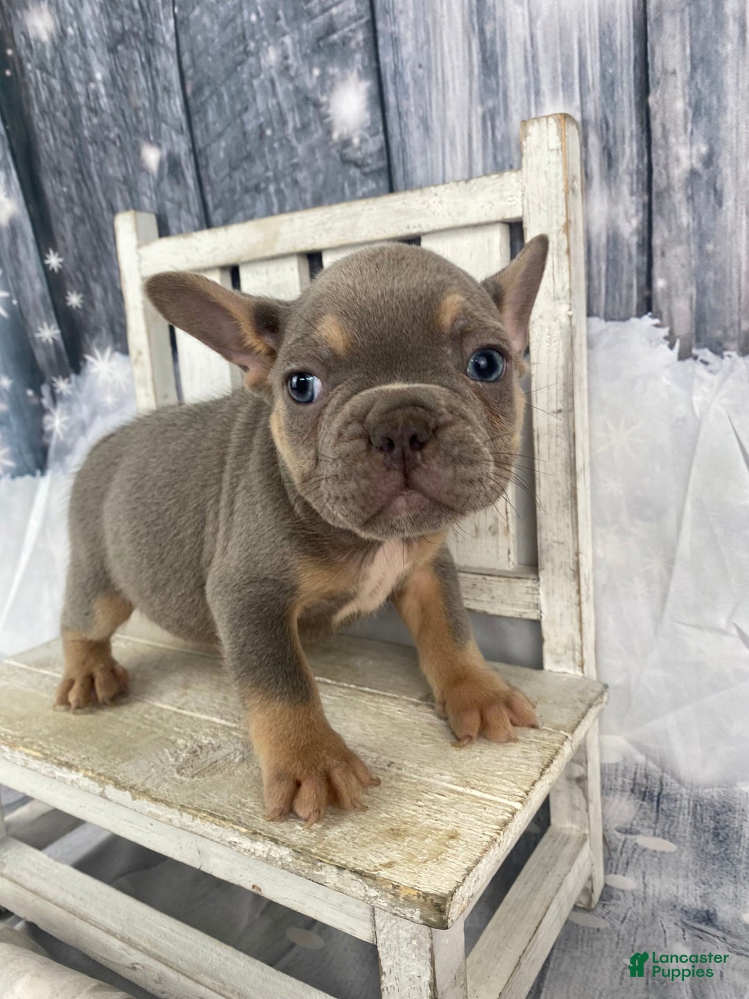 French Bulldog dogs for sale: Jasper - Ad 1