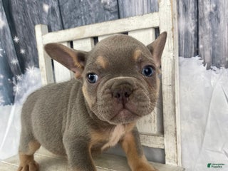 French Bulldog dogs Jasper - Ad 3