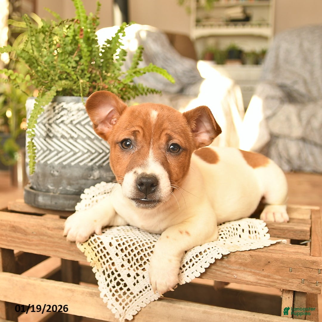 Jack Russell Terrier dogs for sale: Aslan  - Ad 1