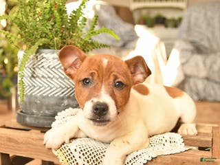 Jack Russell Terrier dogs Aslan - Ad 15