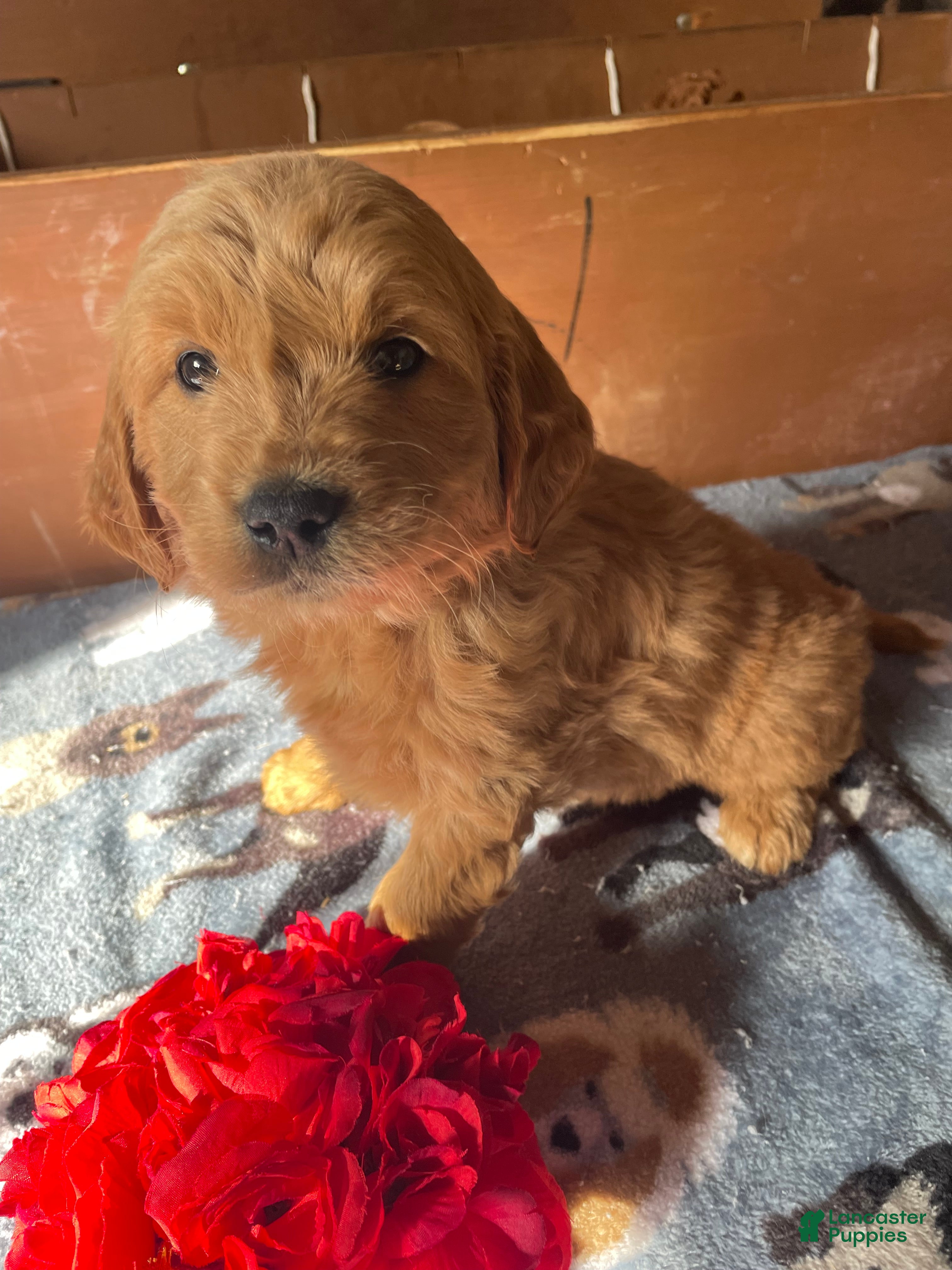 Mini Goldendoodle dogs Chase - Ad 35