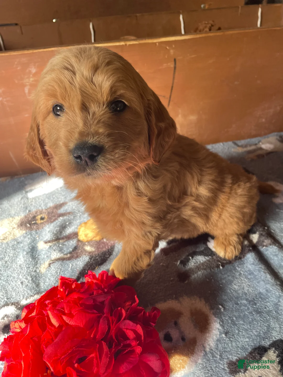 Mini Goldendoodle dogs for sale: Chase - Ad 1