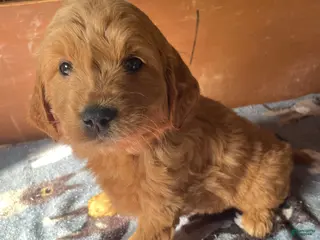 Mini Goldendoodle dogs Chase - Ad 35