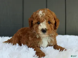 Miniature Poodle dogs AKC Blaze - Ad 30