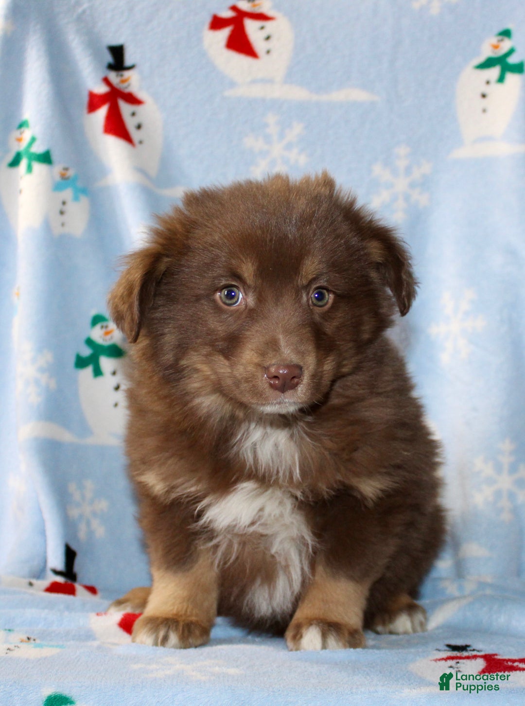 Australian Shepherd dogs for sale: Diamond  - Ad 2