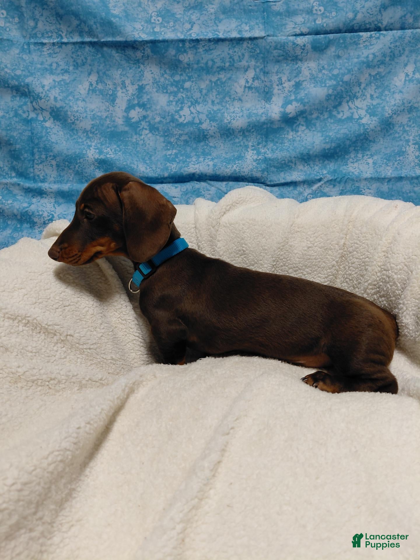 Miniature Dachshund dogs Tony - Ad 1