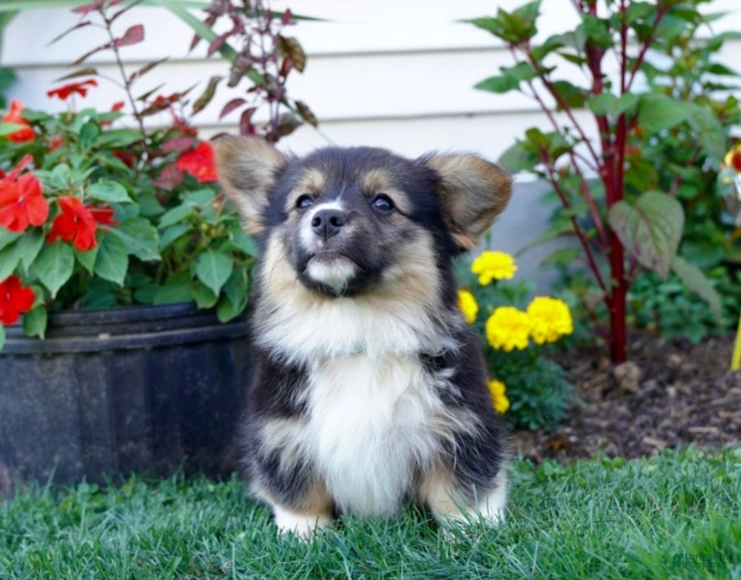 Welsh Corgi Pembroke dogs for sale: Randy 🌟 ADOPTION SPECIAL - Ad 8