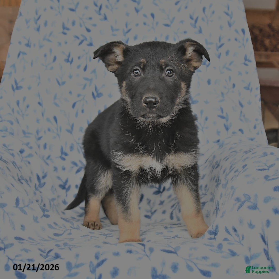 German Shepherd dogs for sale: Lacy - Ad 3