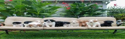 Miniature Labradoodle dogs for sale: Camile  - Ad 4