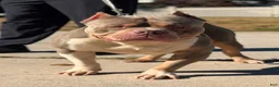 American Bully dogs for sale: Male 2 - Ad 5