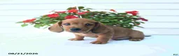 Miniature Dachshund dogs for sale: Barney - Ad 4